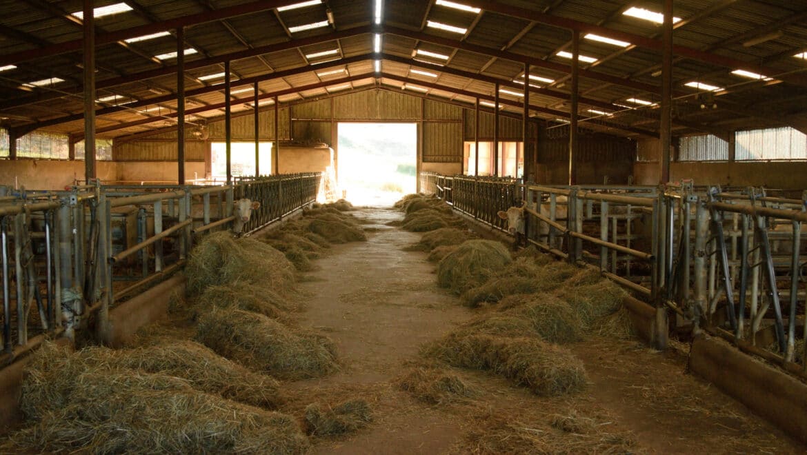 Débuts dans l'élevage agricole : quel budget prévoir pour son installation ?