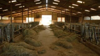 Débuts dans l'élevage agricole : quel budget prévoir pour son installation ?