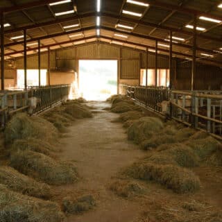 Débuts dans l'élevage agricole : quel budget prévoir pour son installation ?