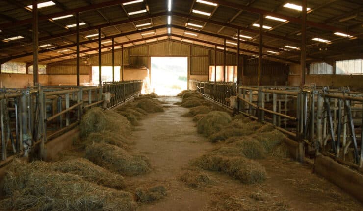 Débuts dans l'élevage agricole : quel budget prévoir pour son installation ?
